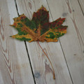 autumn_leaf_by_eode.jpg