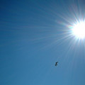sunbird.jpg