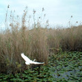 white_bird_in_the_everglades_by_eode.jpg