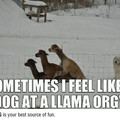 dog_at_a_llama_orgy.jpg
