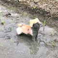 dog_in_mud.jpg