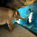elephant_likes_sea_lion_1_.jpg