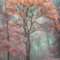 enchanted_forest_by_ctammycook2-d9wam2f.jpg