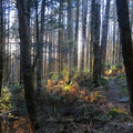 fir_or_spruce_forest.jpg