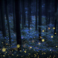 fireflies_in_a_forest.jpg