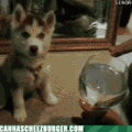 funny-animal-gifs-how-did-you-do-that.gif