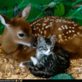 funny-pictures-gif-my-deerest1.gif