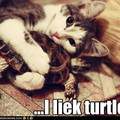 funny-pictures-i-liek-turtles.jpg