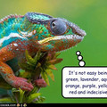 funny-pictures-its-not-easy-being-green-lavender-aqua-orange-purple-yellow-red-and-indecisive.jpg