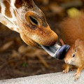 giraffe_licking_squirrel.jpg