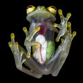 glass_frog.jpg