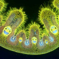 grass_cells_happy_faces.jpg