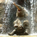 happy-elephant-happy.jpg