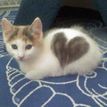heart_kitten.jpg