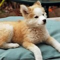 husky-golden-retriever-mix-puppymixed-breed-spotlight-golden-retriever-husky-mix-the-featured-fbiarc3s.jpg