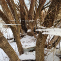 ice-and-snow-on-tree-after-flood-trippy-effect.jpg