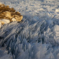 ice-shards-frozen-lake-michigan-4-5c934d8f2c571_880.jpg
