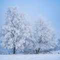 icy_tree.jpg