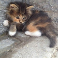 kitten_3.jpg