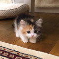 kitten_9.jpg