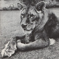 lioness-holding-kitten-460x510.jpg