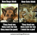 cats & dogs.png