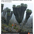 mt_kilimanjaro-giant_groundsels-prehistoric_plants.jpg