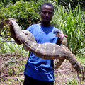 05.04.02_Liberia_Lofa_Voinjama_monitor_lizard.3.jpg
