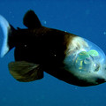 090223-01-fish-transparent-head-barreleye-pictures_big.jpg