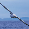 AlbatrossRoyal_20Wingtip.jpg