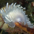 frosted_nudibranch.jpg