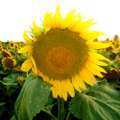 giant-sunflower.png