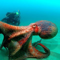 giant_pacific_octopus.jpg
