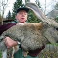 giant_rabbit_german.jpg