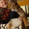 herman-giant-rabbit.jpg
