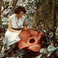 rafflesia-woman.jpg