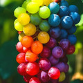 rainbow grapes.jpg
