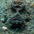 stonefish-2.jpg