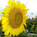 sun_flower_bee02.jpg