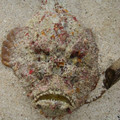world0708.1229788800.a-stonefish-not-to-be-trodden-onx.jpg