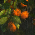 oranges_through_screen.jpg