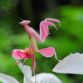 orchid_mantis.jpg
