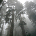 rain_in_forest.jpg
