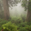 rain_in_forest_2.jpg