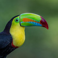 rainbow-billed_toucan.jpg