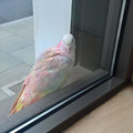rainbow_pigeon.jpg