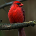 red_bird.jpg