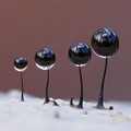 Four_Comatrichia_Nigra_By_Andy_Sands.jpg