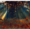 Fire_Garden_by_werol.jpg
