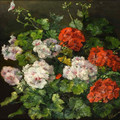 Geraniums ~ Emmy Thornam.jpg